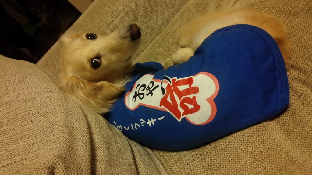 犬オリジナル用Tシャツ