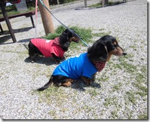 犬用オリジナルTシャツ